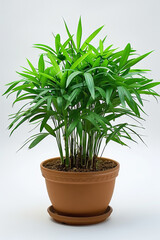 Chamaedorea elegans, the neanthe bella palm or parlour palm, green houseplant in the pot, white background, plant lover concept 