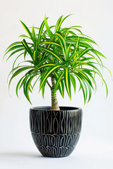 spider plant or common spider plant, green houseplant in the pot, white background, plant lover concept 
