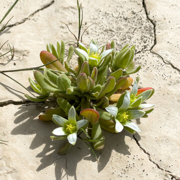 Aizoanthemum hispanicum. Spanish aizoon. Resilience in Bloom. Succulent with flowers sprouting through cracked ground.