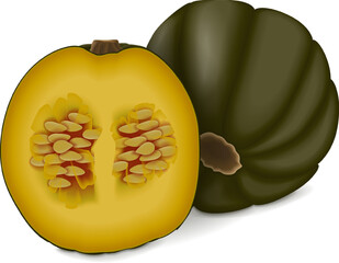 Whole and half of Zapallo Macre Squash. Winter squash. Cucurbita maxima. Fruits and vegetables. Isolated vector illustration.