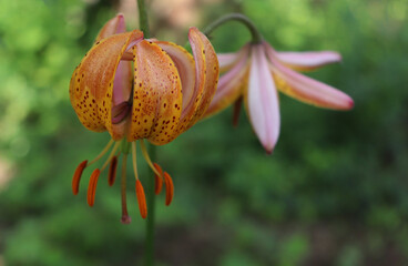 Close-up view of Lilium Terrace City in the garden on a sunny day. Lilies are a group of flowering...