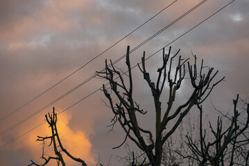 Tree with cut off branches close to electric lines. Cutting branches near power lines, ensuring the...