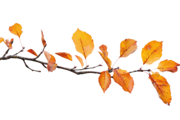 Autumn branch cutout isolated on white or transparent background