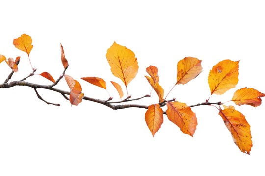 Autumn branch cutout isolated on white or transparent background