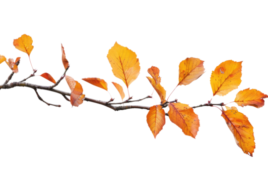 Autumn branch cutout isolated on white or transparent background