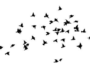 Flying birds silhouette flock. hand drawing. Not AI, Vector illustration