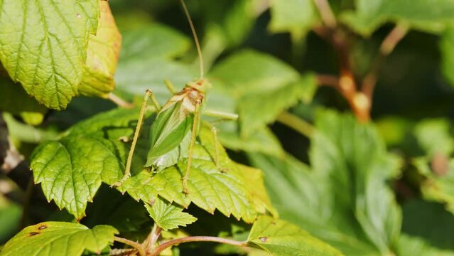 A grasshopper chirping on a sunny day on a currant bush
