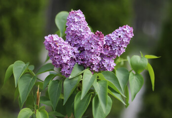Lilac flowers in the garden