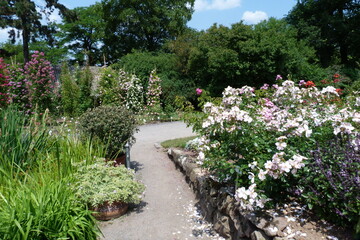 Naklejka premium Gartenweg mit Rosen im Rosengarten bzw Europa-Rosarium Sangerhausen