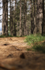 Footpath in the woods