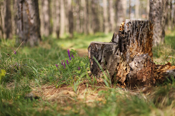 Fine-leaves vetch plant (Vicia tenuifolia)