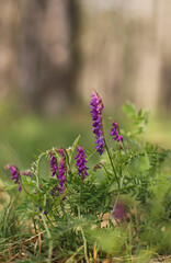 Fine-leaves vetch plant (Vicia tenuifolia)