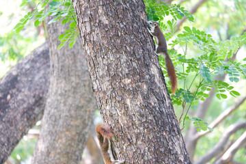 Squirrel perched on a tree.