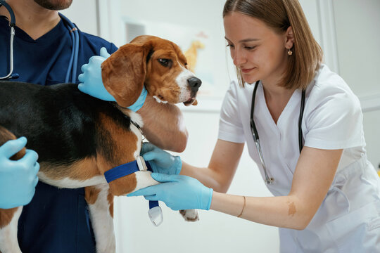 Preparing to take the blood sample. Two veterinarians are working with beagle dog in clinic