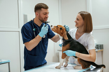 Professional workers. Two veterinarians are with beagle dog in clinic