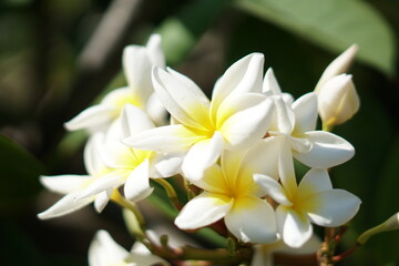 Flores de Jasmim