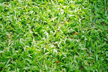 Green grass or green grass background.