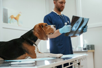 Examining x-ray. Male veterinarian is working with beagle dog in the clinic