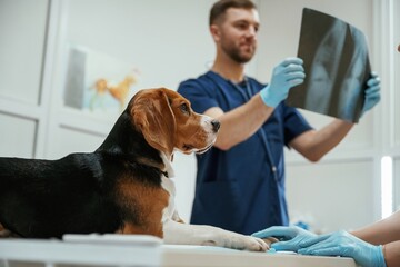 Looking at x-ray. Male veterinarian is working with beagle dog in the clinic