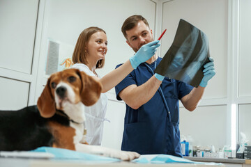 With x-ray. Two veterinarians are working with beagle dog in clinic