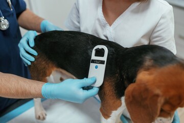 White modern device for searching tags. Two veterinarians are working with beagle dog in clinic