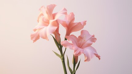 A pink gladiolus on a pale background