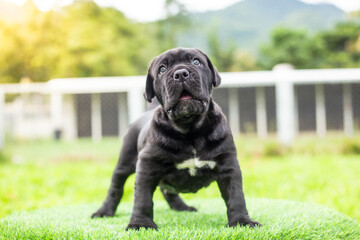 selective focus cute little black dogs Bandogs puppies Neapolitan Mastiff in perfect shape in the...