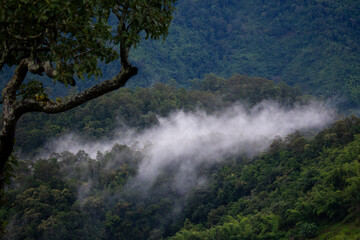 High-angle view of green forest mountain after rain There was a dense white rain mist that looked...
