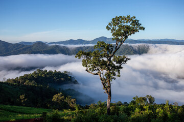 The perfect mountain landscape of the rainforest. Dense white mist, lush green forest, clear sky.