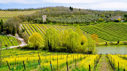 Obraz premium Panorama primaverile delle colline della val d'orcia,Radda in Chianti,Siena,Toscana,Italia 