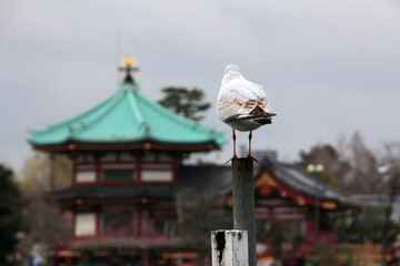 Japanese temples and birds ueno tokyo