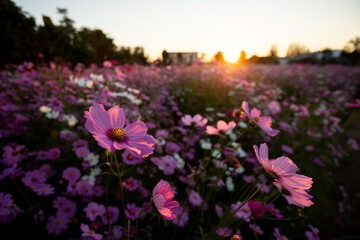 Obraz premium Selective focus purple-pink cosmos flowers in a flower garden on a sunset evening It feels lonely and sad when there is room for text.