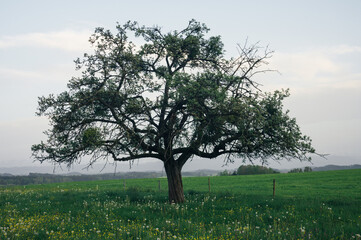 Huge and old lonely apple tree, dramatic landscape of nature