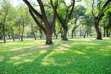 green tree or green forest.