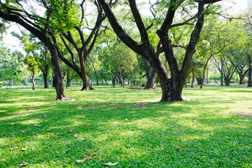 green tree or green forest.