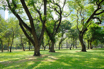 green tree or green forest.