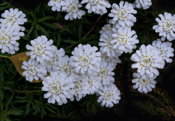 Immergrüne Staude mit weißen Blüten, Schleifenblumen (Iberis)