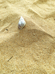 Beach sand and shell to be used as background for design of business presentation. Nova Almeida beach, Serra, E. S. Espirito Santo, Brazil	
