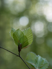 Frisches junges Grün im Wald, junge Buchenblätter