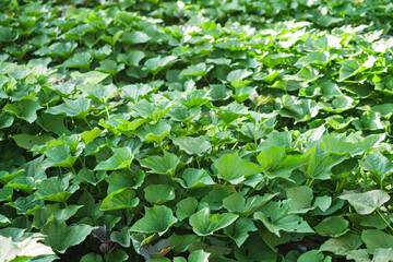 green plantation of organic natural sweet potatoes in the backyard