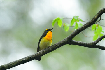 初夏の高原の森を彩る美しい黄色とオレンジの野鳥、人気者の渡り鳥キビタキ