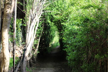Woodland on a warm sunny spring day