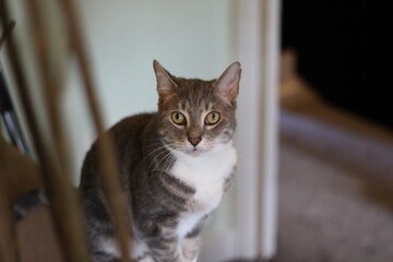 Calm cat relaxing at home 