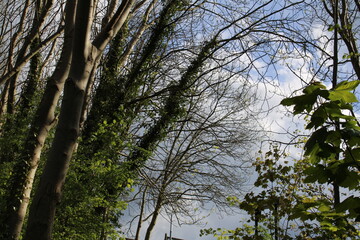 Woodland on a warm sunny spring day