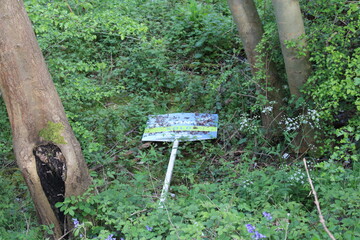 Woodland on a warm sunny spring day