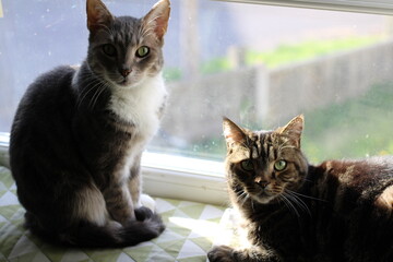 Calm cat relaxing at home 