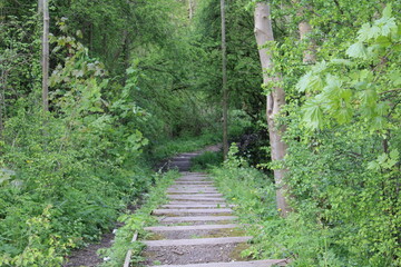 Woodland on a warm sunny spring day