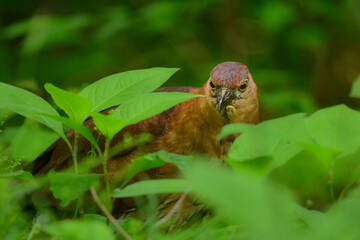 春に郊外の公園や、雑木林で時々見られるサギなのに、B