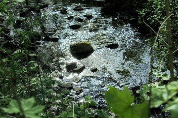 Beautiful brook in a quiet woodland