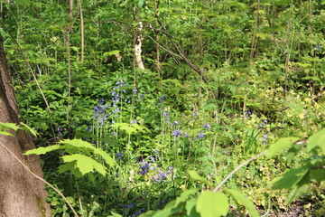Woodland on a warm sunny spring day